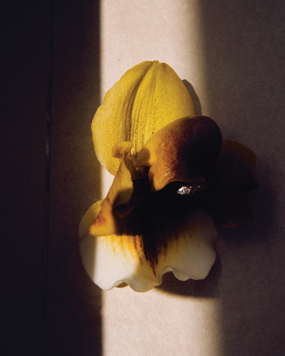 Pesade | An Unseen Parfum