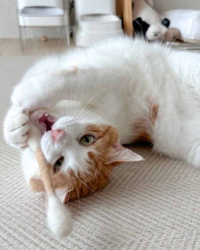 🐱💗貓咪巨型雲朵棒💫