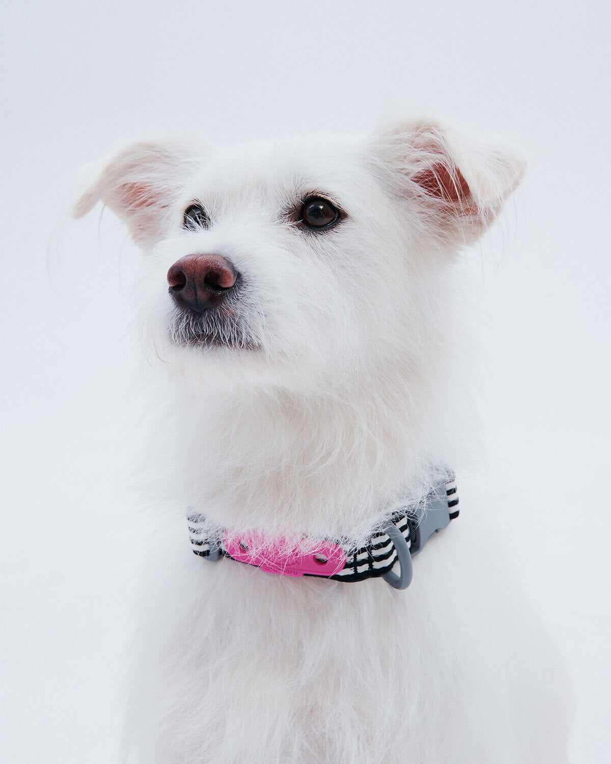 HELLO KITTY X ARUMARU DOG COLLAK BLACK
