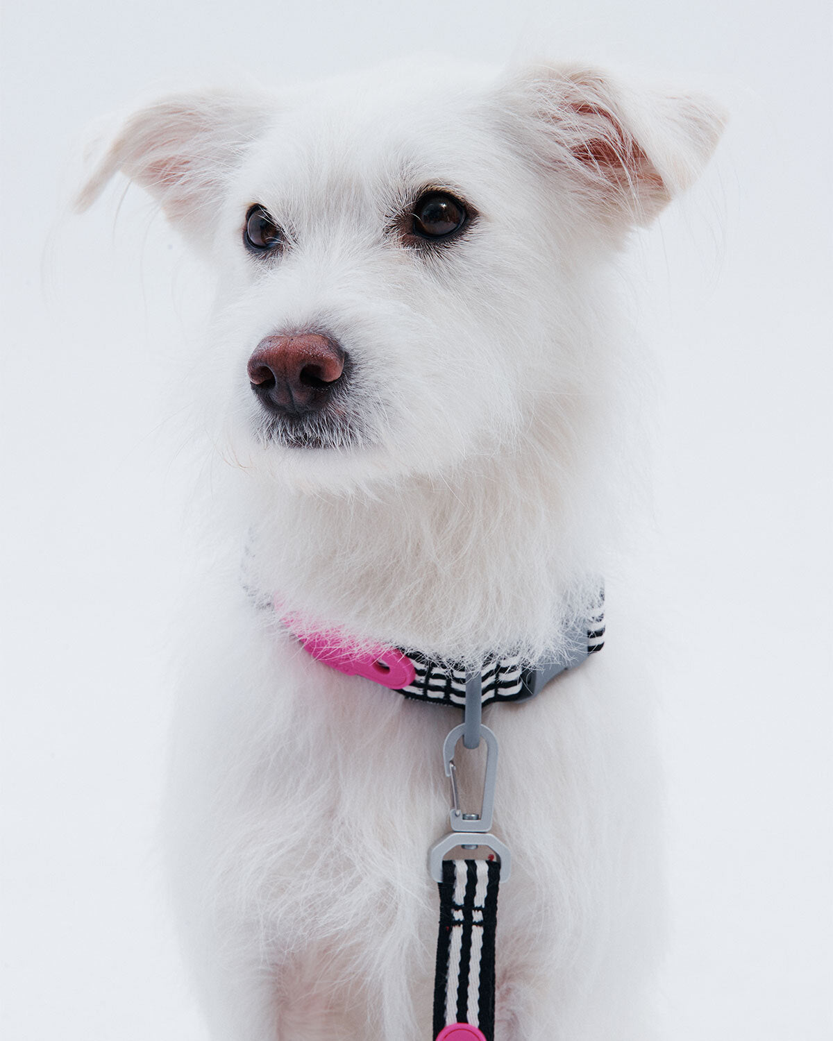 HELLO KITTY X ARUMARU DOG COLLAK BLACK