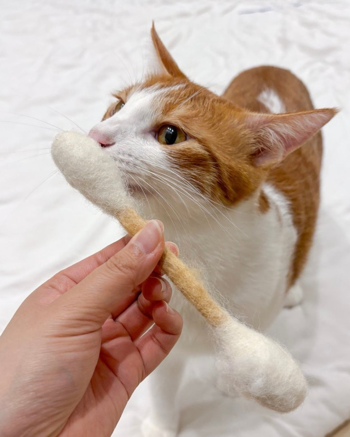 🐱💗貓咪巨型雲朵棒💫