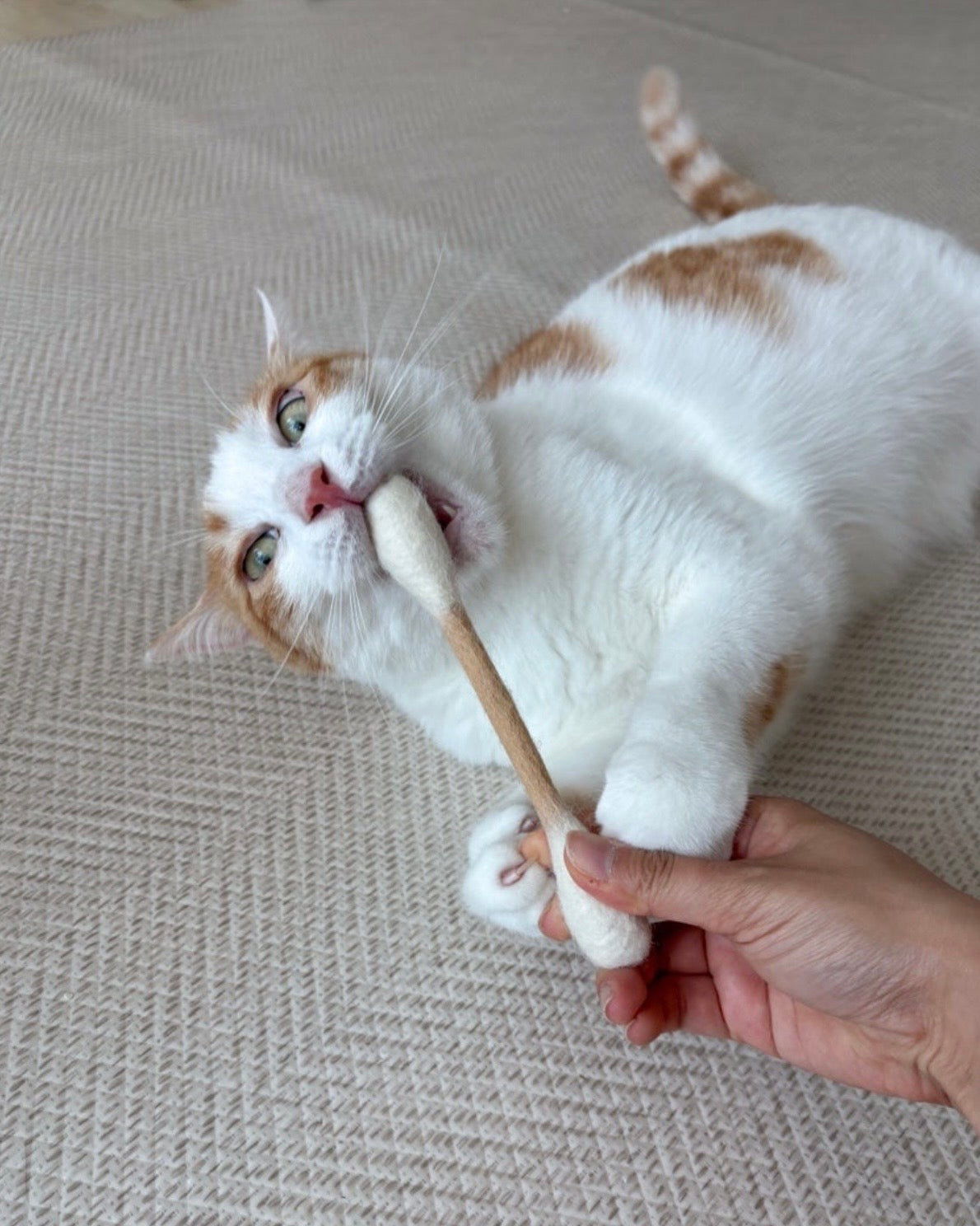 🐱💗貓咪巨型雲朵棒💫