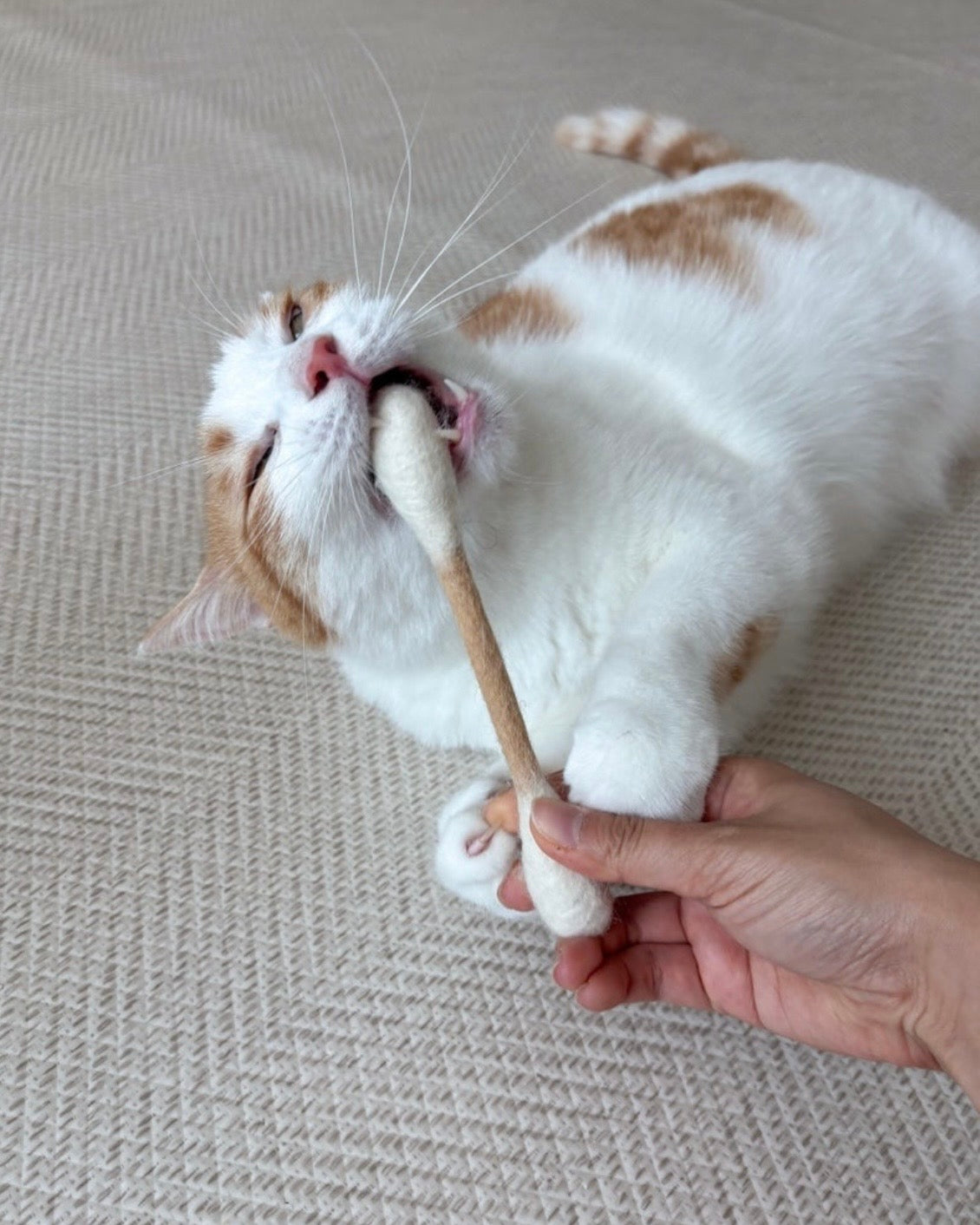 🐱💗貓咪巨型雲朵棒💫