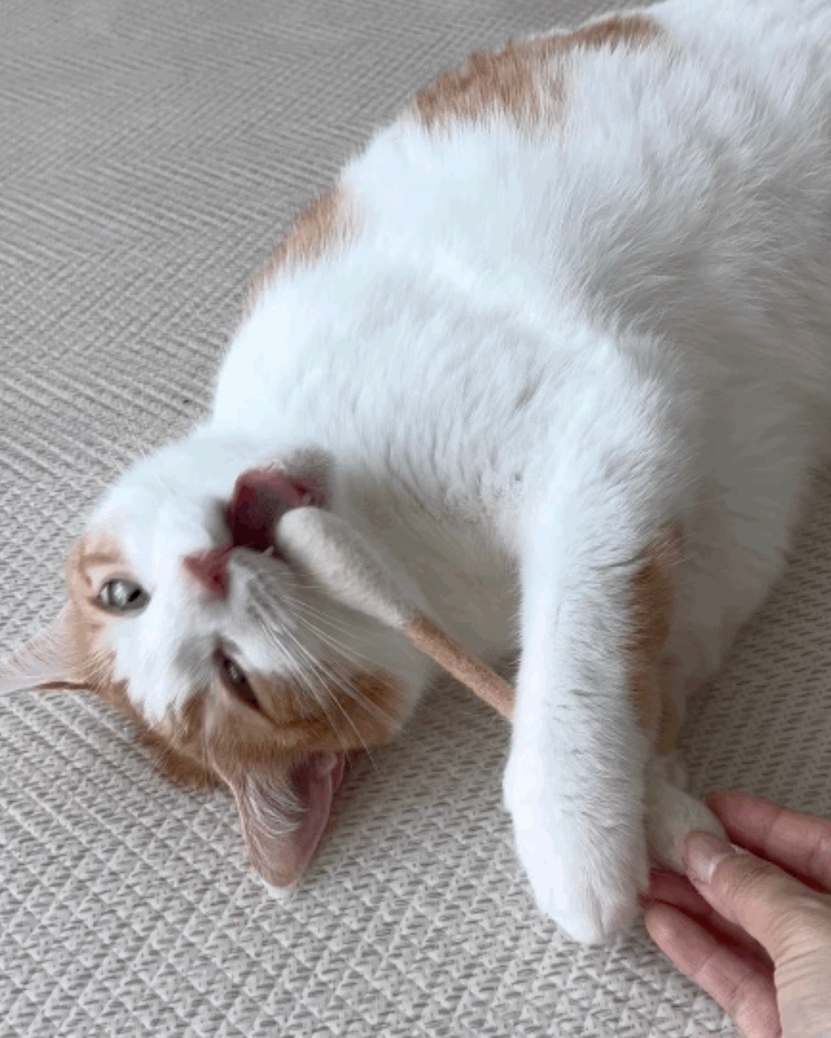 🐱💗貓咪巨型雲朵棒💫