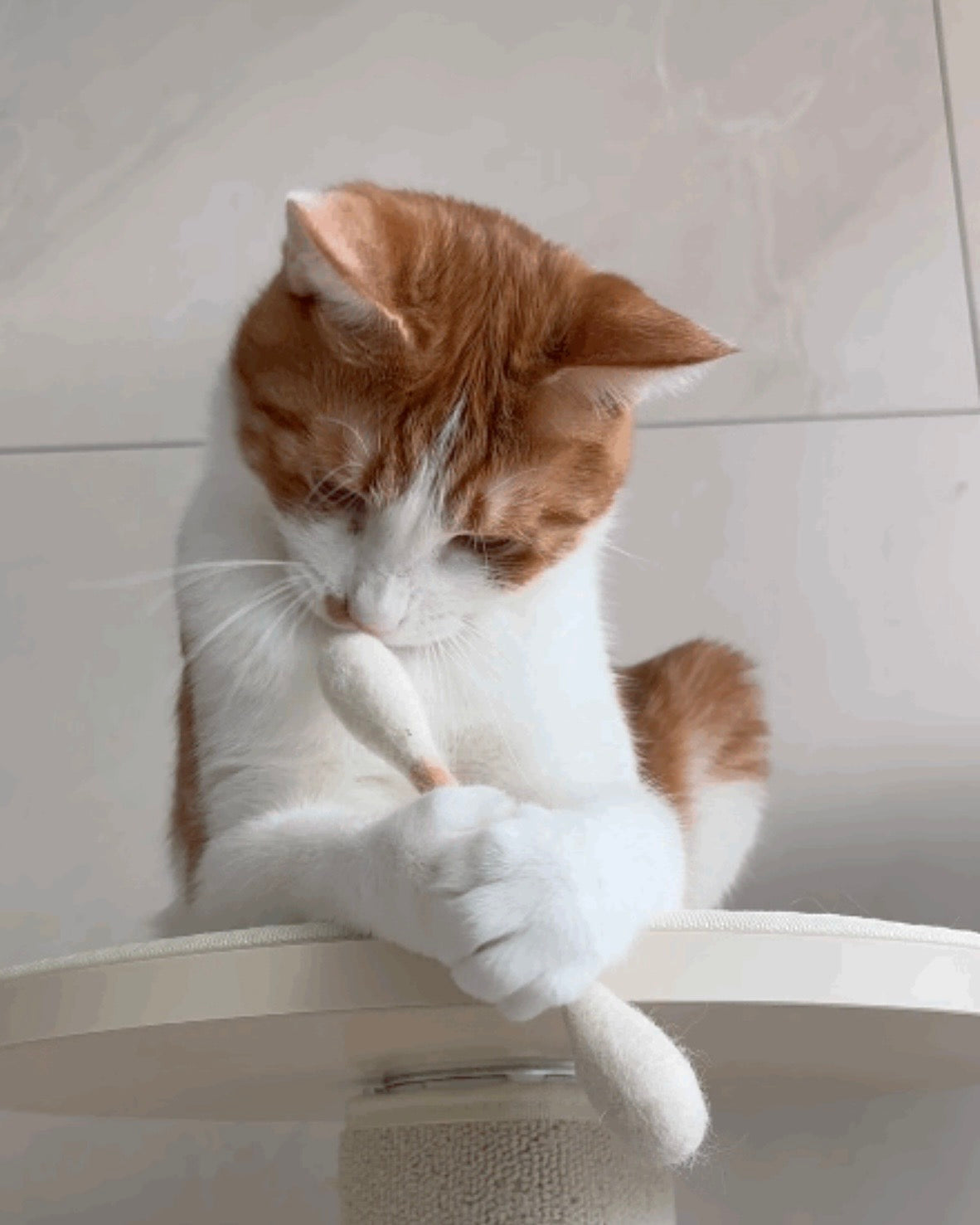 🐱💗貓咪巨型雲朵棒💫